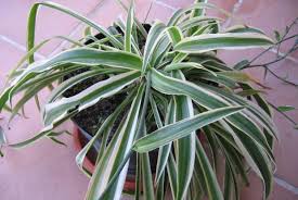 Image result for Chlorophytum silvaticum