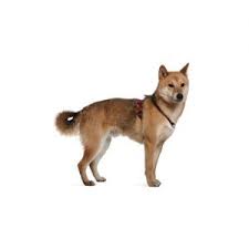 The shiba inu is the most popular breed in japan, but is still a pretty uncommon sight in the west. Shiba Inu Puppies Petland Orlando East