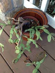 And how to grow christmas cactus cuttings shares how to propagate for more plants. Help For My Christmas Cactus Hometalk