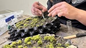 Image result for Trichopteryx elegantula