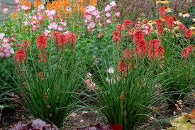 Red flowers that last all summer. Terra Nova Nurseries On Twitter Kniphofia Poco Red Is A Great Container Or Small Garden Plant Coral Red Flowers Bloom All Summer Into Fall Flowers Are Nectar Filled And Beloved By Pollinators Https T Co Vljazvodtt Https T Co Ro1wln1ytm