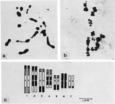 Image result for Cucumis quintanilhae