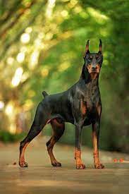 It isn't quite a world record, but it's still a lot! Doberman Puppies Price Range How Much Does A Doberman Dog Cost