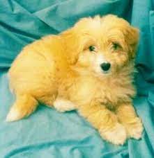 Pin By C G On Craig S Wishlist Puppies Cute Animals Bordoodle