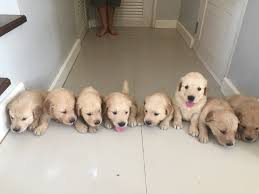 Golden Retriever Puppies Newborn To 12 Weeks Time Lapse Video Dog Training Puppy Litter Newborn Puppies