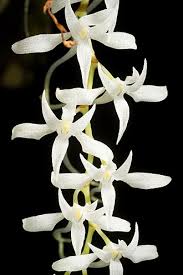 Image result for Mystacidium