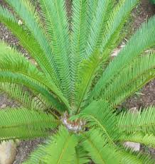 Image result for Encephalartos senticosus