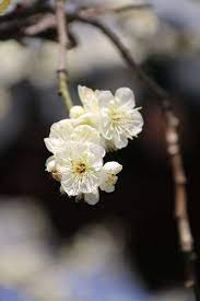 pin by hong peter on 500px blossom flowers floral