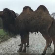 The wild bactrian camel is a separate species and is the only truly wild (as opposed to. Oldham Family Left With Big Bill After 75 Stone Camel Sits On Their Car Manchester Evening News