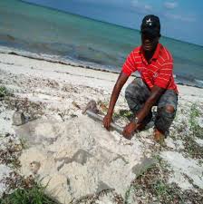 Image result for Platycoryne buchananiana