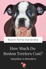 How Much Do Boston Terriers Cost Adoption Vs Breeders Boston Terrier Boston Terrier Puppy Terrier