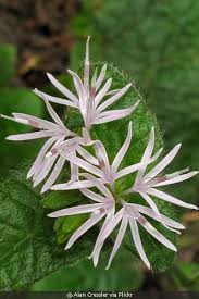 Image result for Elephantopus