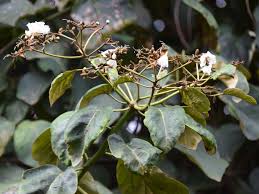 Image result for Cordia africana