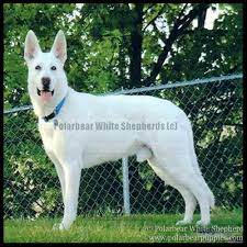 Breed german shepherd breed info. White German Shepherd Dogs Puppies Polarbear