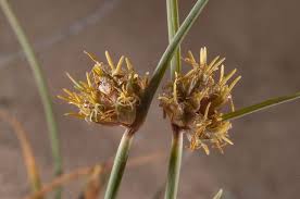 Image result for Cyperus maculatus