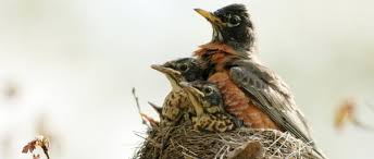 1902, barbara baynton, sally krimmer; Mother Bird Backyard Birds The Bird Food Store Matthews Nc