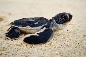 Image result for turtle