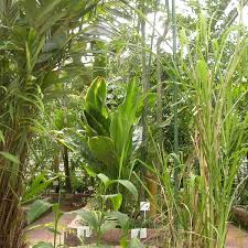 Nutzpflanzenhaus Gewachshauser Unser Garten Botanischer Garten Der Universitat Potsdam Universitat Potsdam