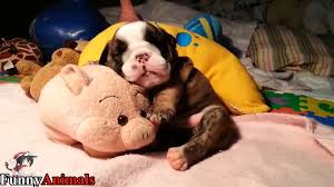 Welcome to cutepuppies.net, you have found the best source for cute puppy pictures online. So Adorable Sleeping Puppy Too Cute Cutest Dogs Video Dailymotion