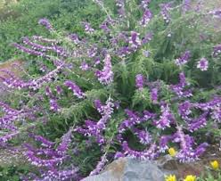 Southern california flowers to plant. Purple Plants Southern California