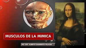 MUSCULOS DE LA MIMICA _