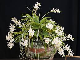 He has an mfa from rochester institute of technology in new york. 2013 Spring Show Southeastorchidsociety