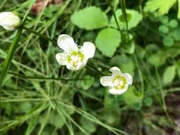 Image result for Swertia fimbriata