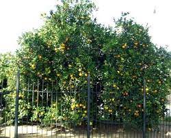 Navel Orange Tree Citrus Sinensis Hamlin Or Valencia Zone 9 11 Height Width 15 20 Ft White Highly Fr California Plants Citrus Trees Fragrant Flowers