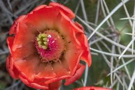 Image result for Rourea coccinea
