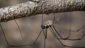 Daddy longlegs risk life, and especially limb, to survive | PBS News