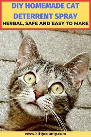 Pin On Cat Care Tips And Behavior