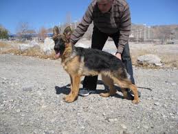 jacqie of cache valley german shepherds