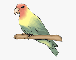 Jadi, kalau anda ingin membeli lovebird, pastikan pilih yang tubuhnya sedang saja ya. 55 Sketsa Gambar Burung Lovebird Terbaik Koleksi Gambar Sketsa Terlengkap