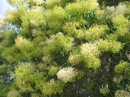 Image result for Nuxia floribunda