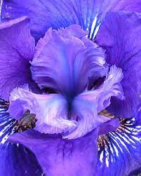 Iris Harpswell Valor Close Up Iris Flowers Purple Flowers Beautiful Flowers