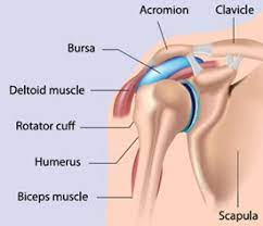 Diagram of shoulder anatomy showing the acromioclavicular (ac) articulation and glenohumeral (gh) joint. Understanding Your Shoulder Injury Sunnybrook Hospital