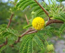 Acacia Tortuosa Twisted Acacia Family Leguminosae Plants Acacia Flowers