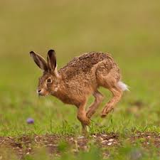 نتیجه جستجوی لغت [hare] در گوگل