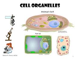 Cell Organelles Edwin P Davis M Ed Ppt Download