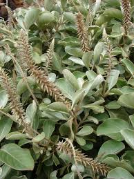 Image result for Achyranthes