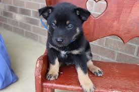 We did not find results for: Clifford German Shepherd Australian Shepherd Mix Puppie For Sale In Grabill Indiana Vip Puppies