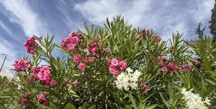 Image result for Oleandra