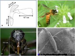 Image result for Leucas capensis