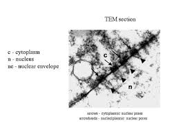 Check spelling or type a new query. Nuclear Envelope British Society For Cell Biology