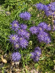 Image result for Phymaspermum