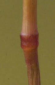 Image result for Microchloa afra