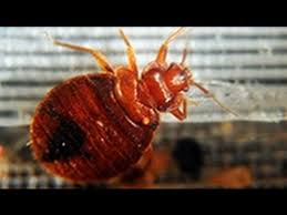 Bed Bug Black Bugs In Hair Not Lice Pin Em Bed Bugs