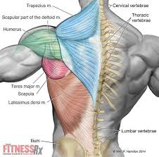 The bones have a crystalline it, essentially, floats off of the back of the chest, as it is connected to the body primarily by muscle. How To Target Your Back Muscles In Three Easy Moves Muscle Anatomy Upper Back Muscles Back Exercises