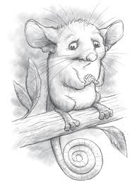 Pygmy Possum Sketched Out Now i can do the design myself, but i'm a terrible cartoonist, and i need a drawing of. pygmy possum sketched out
