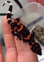 Black And White Striped Leopard Gecko Chinese Leopard Gecko Pet Lizards Cute Reptiles Leopard Gecko Cute